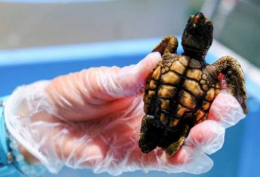 Γιατί οι θαλάσσιες χελώνες  γεννιούνται σχεδόν όλες  θηλυκές