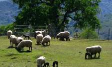 Ετήσιο ανταποδοτικό τέλος κτηνοτρόφων  για το πρόγραμμα νεκρών ζώων