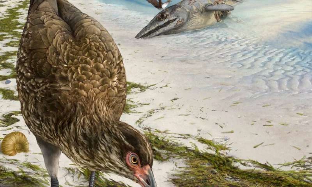 Αστεριόρνις: Το αρχαιότερο απολίθωμα σύγχρονου πουλιού ανακαλύφθηκε στο Βέλγιο