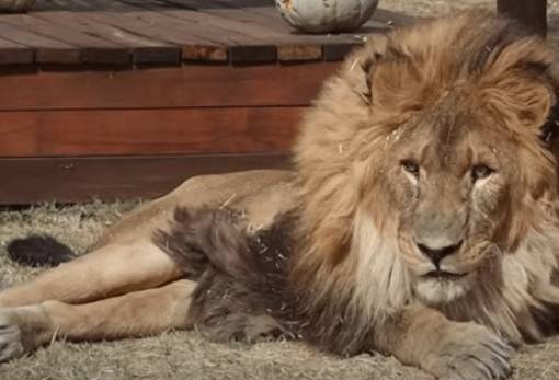 Το «πιο μοναχικό λιοντάρι του κόσμου» επέστρεψε στην άγρια φύση