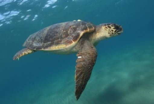 Καταγράφηκε ρεκόρ χελώνας που γεννά επί 36 χρόνια στη Ζάκυνθο